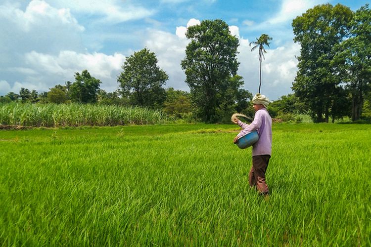 Peluang Melimpah Bisnis Hasil Pertanian di Laos